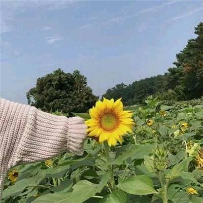 摸金天下手游下载